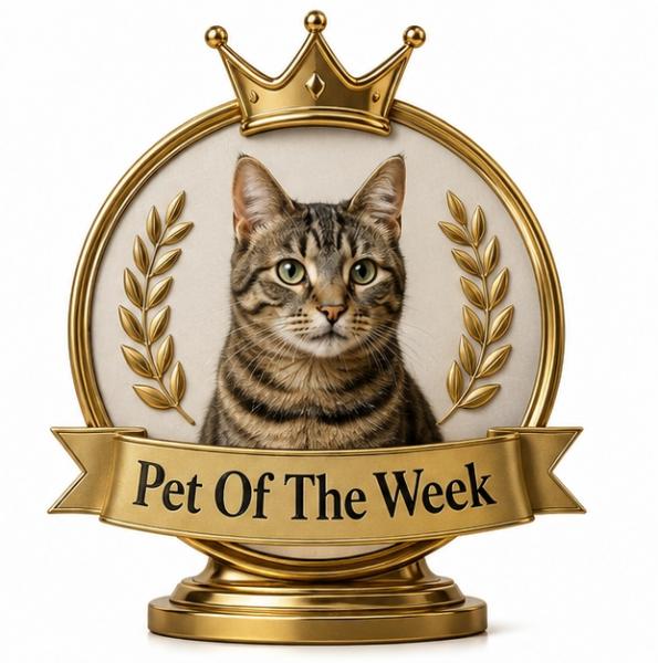 a pet of the week award